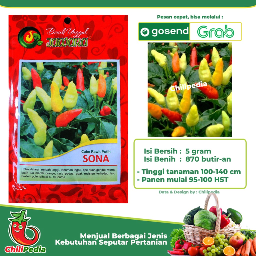 Bibit Benih Cabe Rawit Putih - SONA 5 gr Benih Jawara