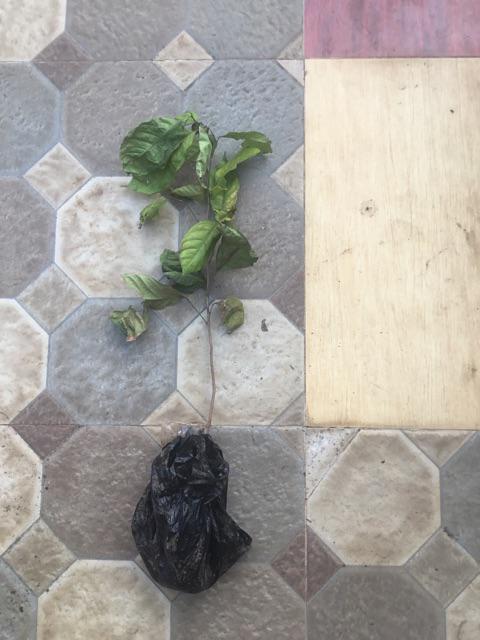 Bibit Duku Tanpa Biji