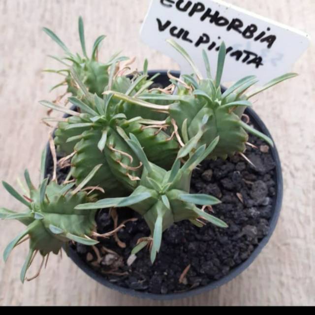 Euphorbia vulpinata cluster