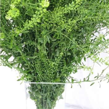 Daun Thlaspi Fresh