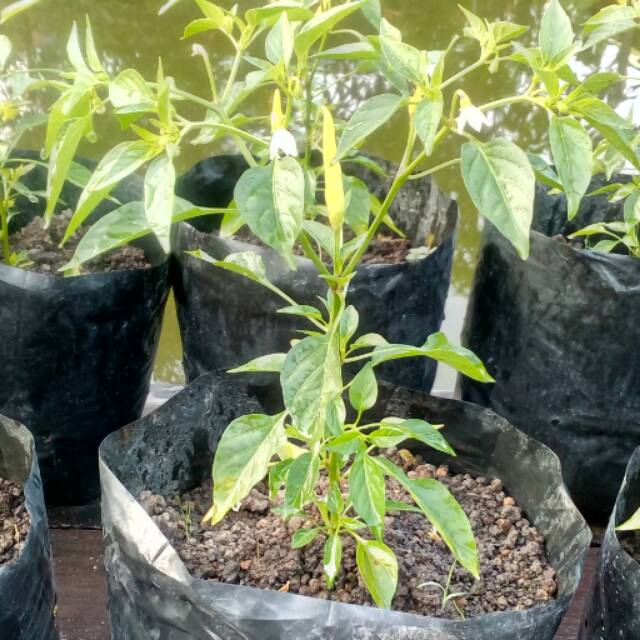 

Jual Bibit Cabe Type Dewata F1, Umur 2 bulan.