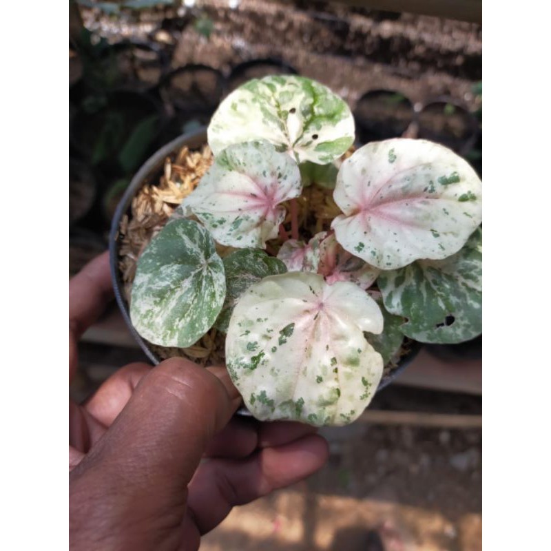 Bibit tanaman peperimia pink lady