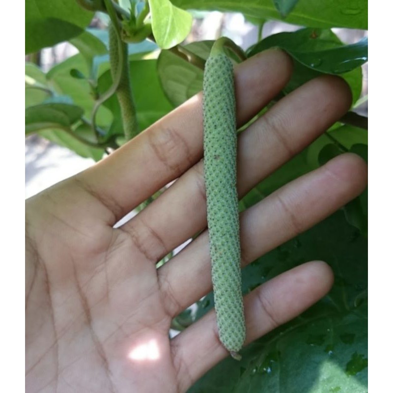 

Buah Sirih ( Tradisional )
