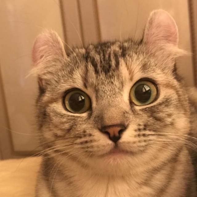 anieno