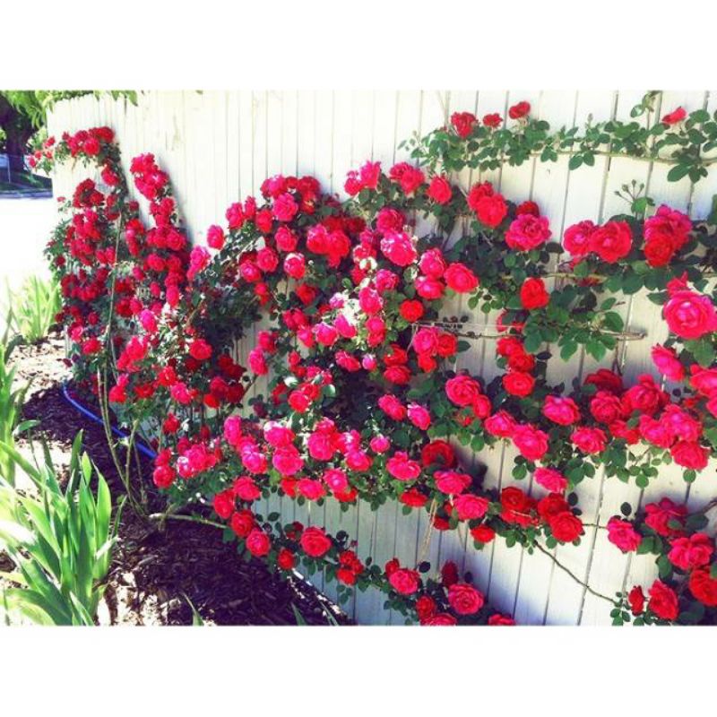 benih BUNGA MAWAR RAMBAT MERAH Red climbing rose isi 2 biji