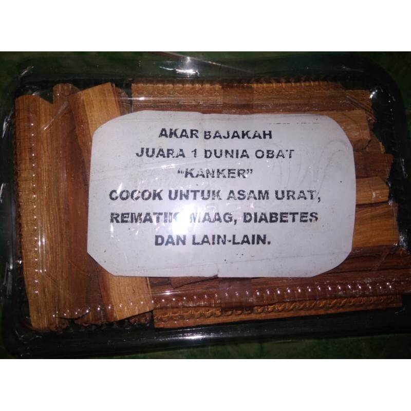 

Bajakah Akar Kayu penyembuh Kanker Asli dari kalimantan