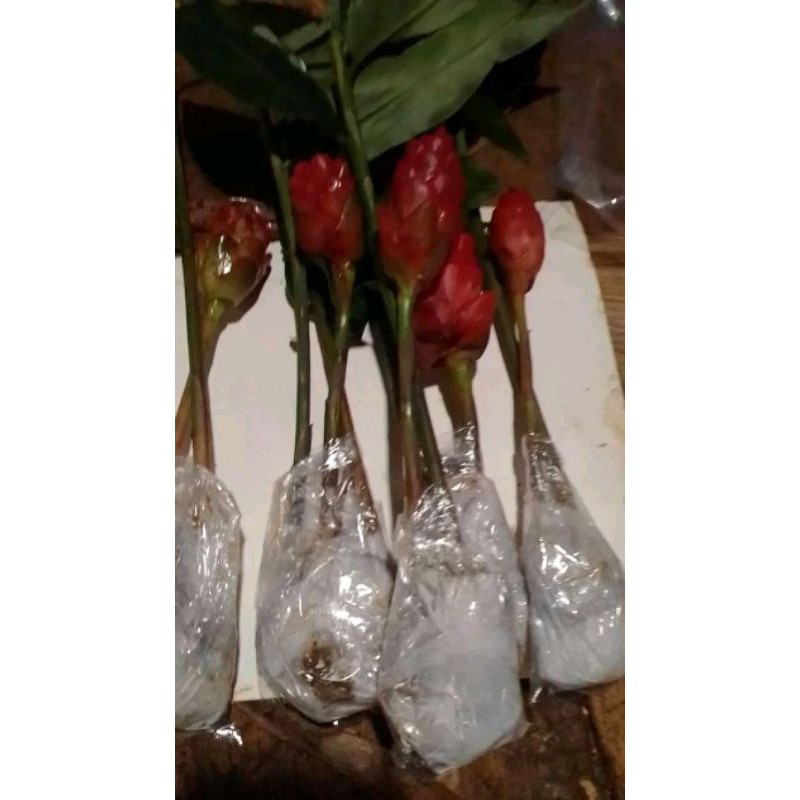 

bunga lolipop