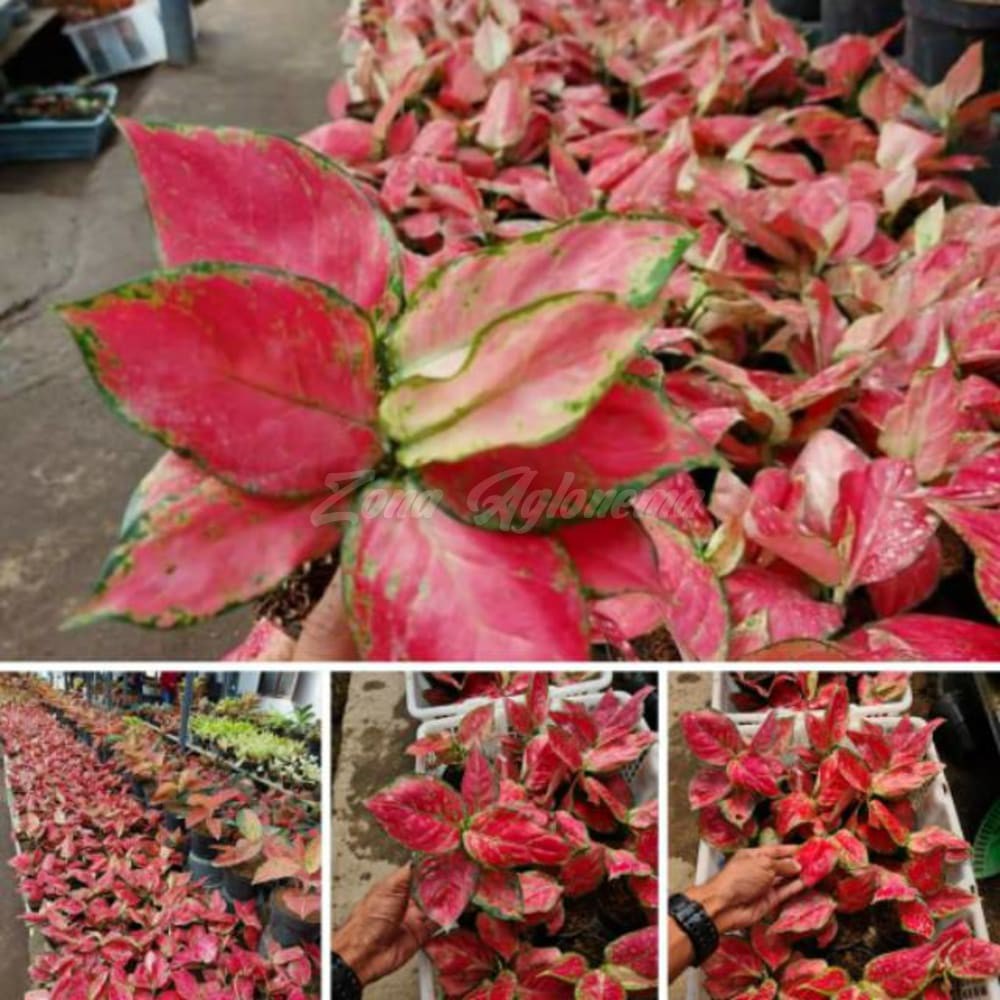 COD RED ANJAMANI TERBAIK AGLONEMA ALONEMA(TANAMAN HIAS)