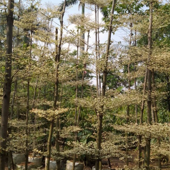 pohon ketapang kencana varigata