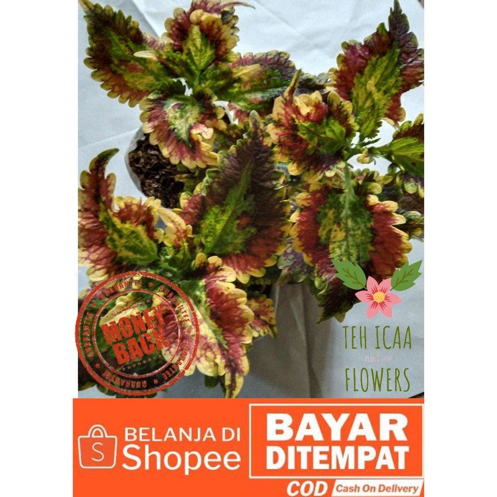 TANAMAN MIANA BATIK PREMIUM MERAH KUNING TANAMAN HIAS MIANA BATIK PREMIUM PINK TANAMAN HIAS KROKOT