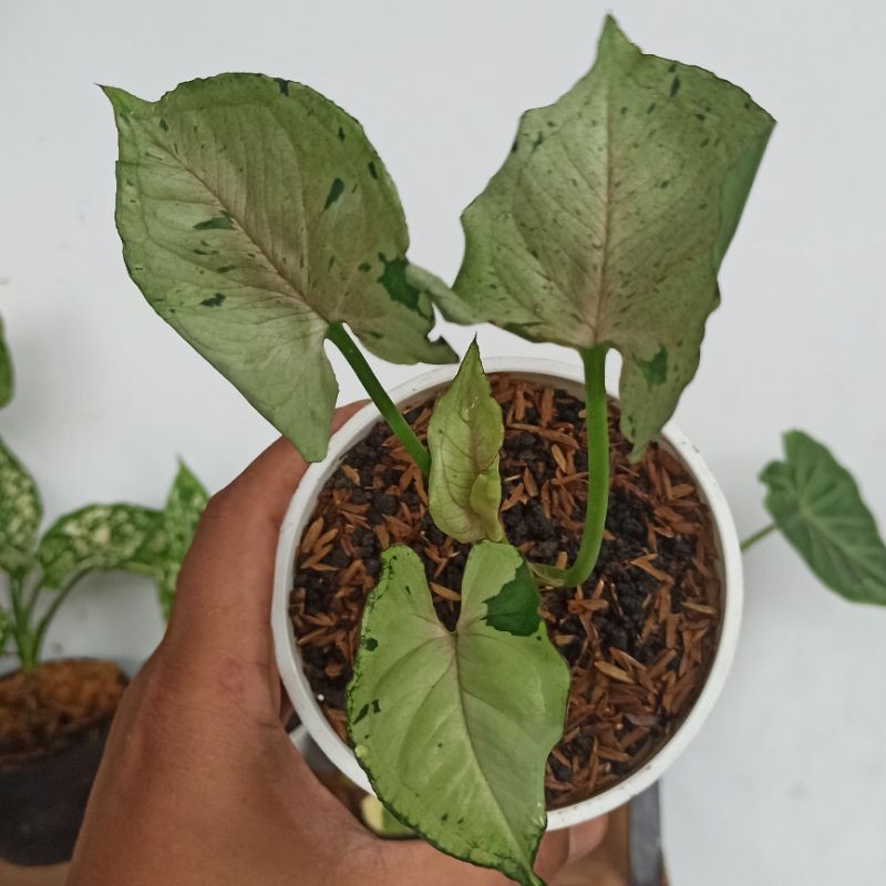 Syngonium Green Splash