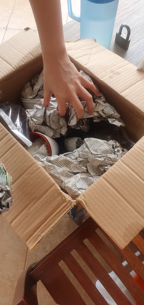 Sukulen Dan Kaktus Mini (echeveria ‘crinoline Ruffles’)