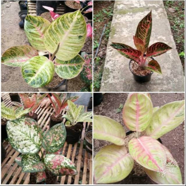 Paket 4 bunga AGLONEMA IMPORT TERCANTIK