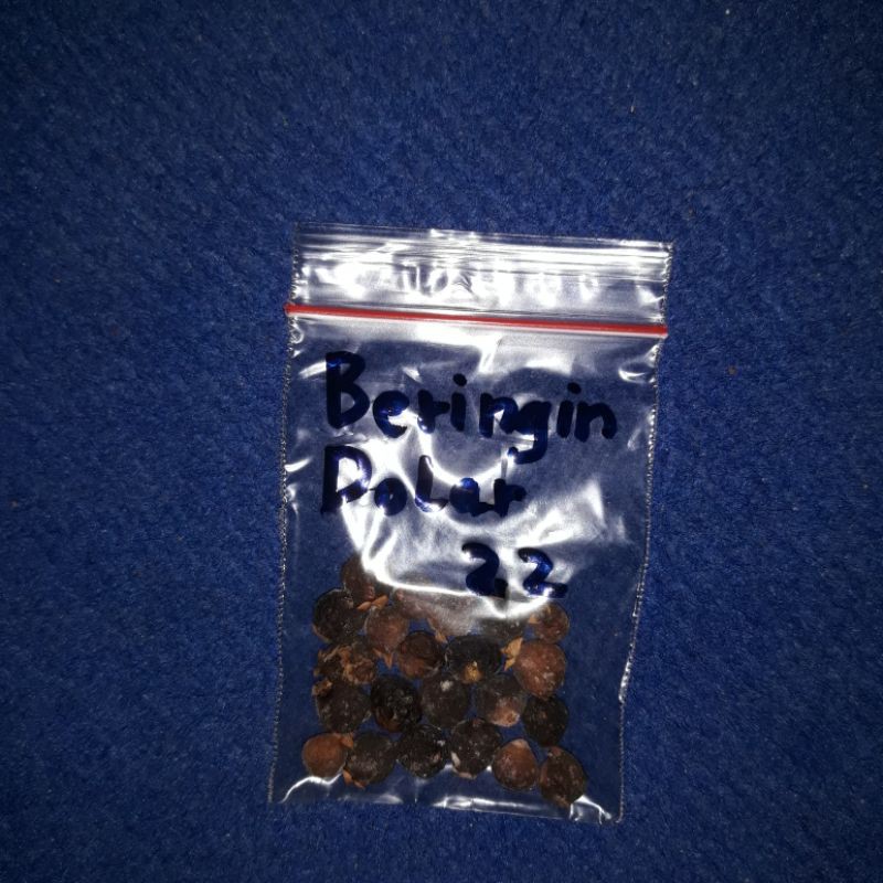 Buah_Biji_Benih-Beringin Dolar