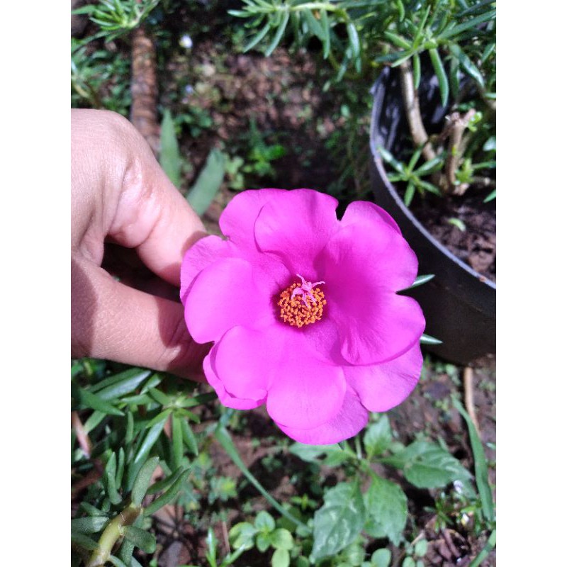 BUNGA KROKOT JUMBO UNGU/MOSSROSE