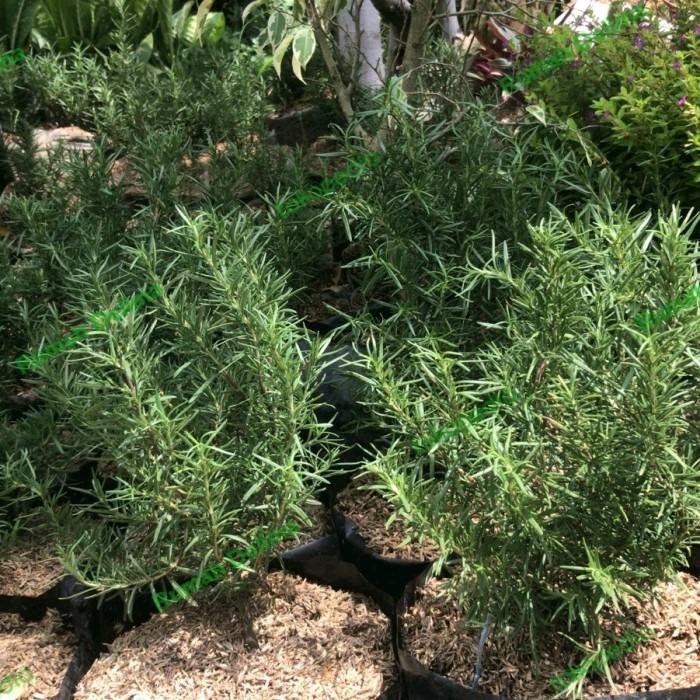 Tanaman Rosemary Rimbun/ Polybag Besar