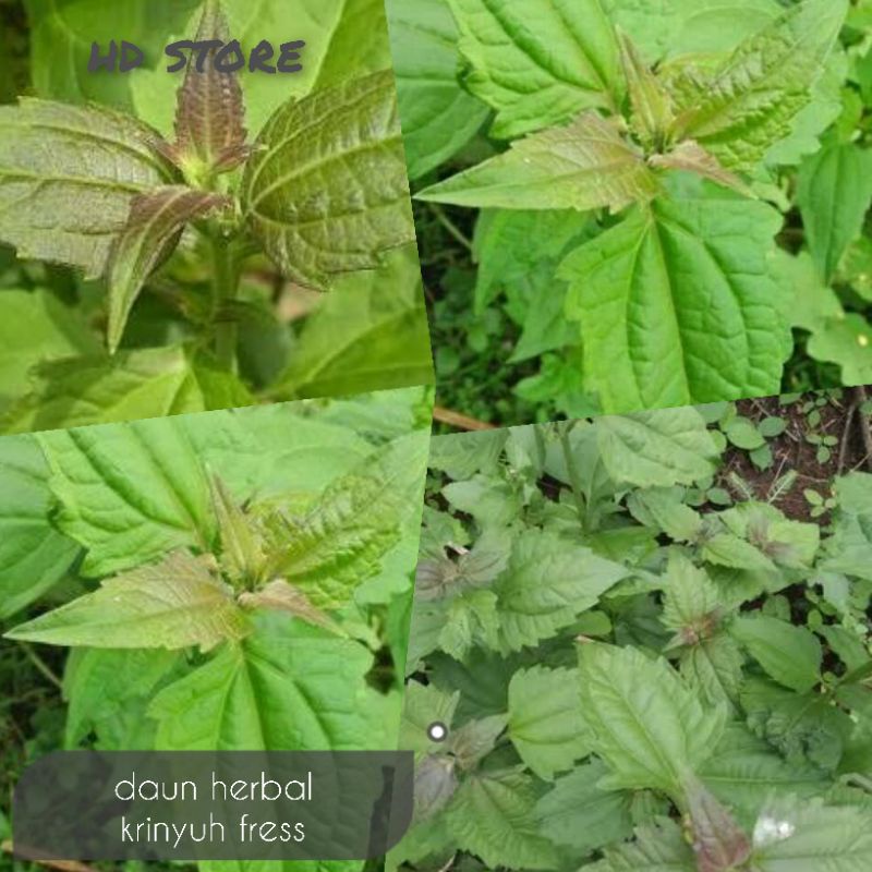 

daun herbal krinyuh segar 1 kg