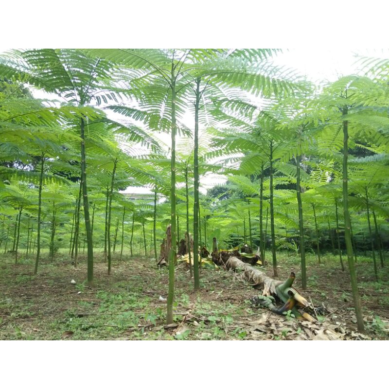 Pohon Solobium/Pakis Brazil di Shopee