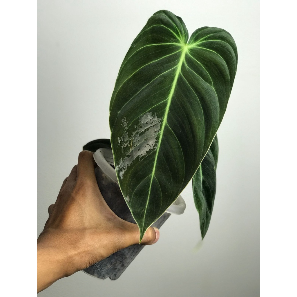 Ph Melano 3 Daun Aktif