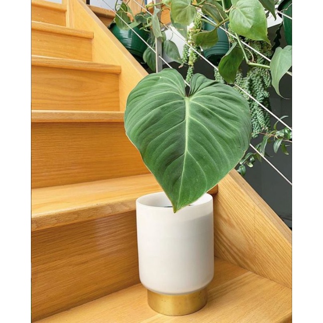 philodendron gloriosum daun satu ekonimisan