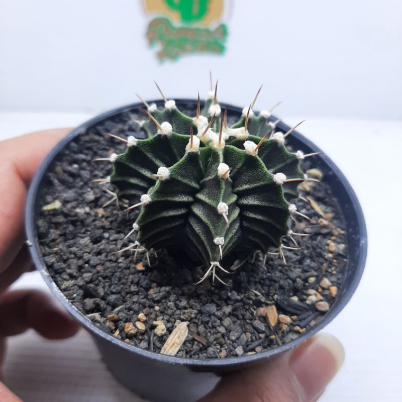 gymno miha hybrid promo