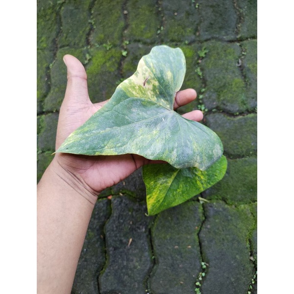 anthurium pterodactyl variegata bonggol + tunas