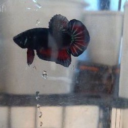 Cupang Black Vampire