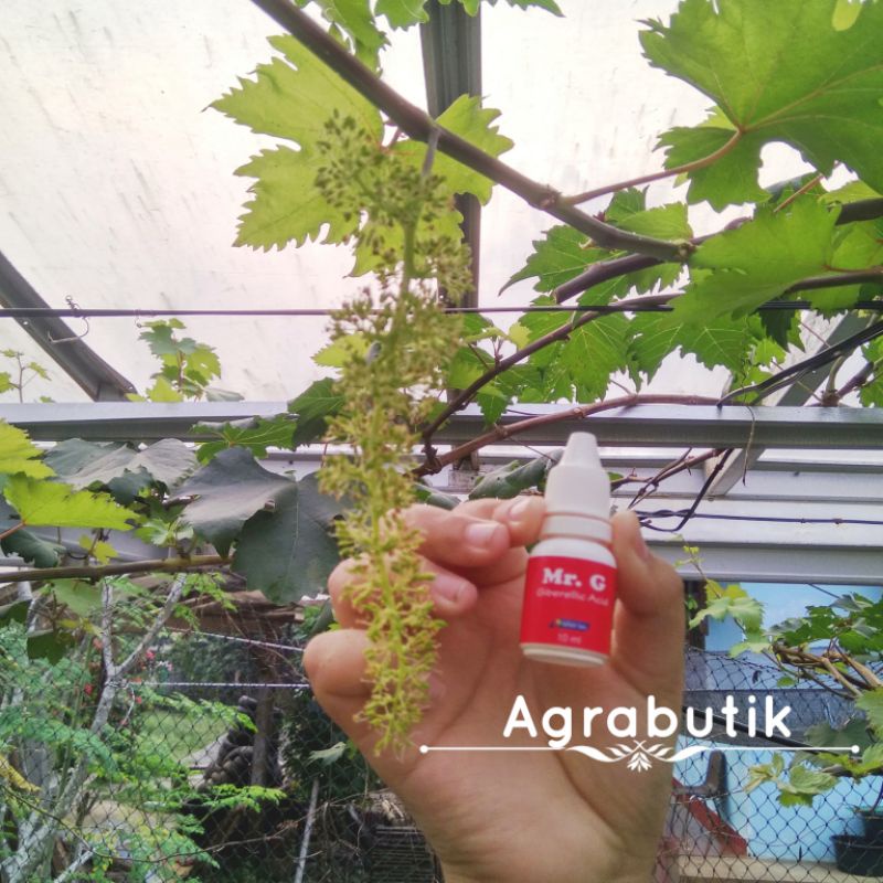 MR.G BY RAFFATIH FARM ORIGINAL KANG WARSO GA 3 ZPT TANAMAN ANGGUR HORMON GIBERELLIN MR. G GA3 murah