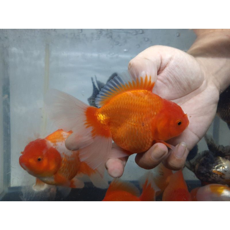 koki oranda