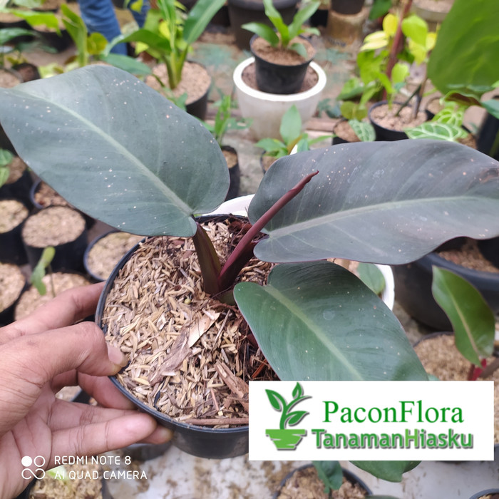 PHILODENDRON ROJO CONGO| TANAMAN PHILODENDROON RED ROJO CONGO