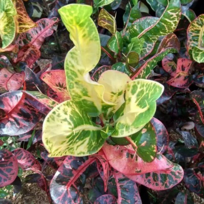 tanaman hias puring kerupuk / tanaman hias puring