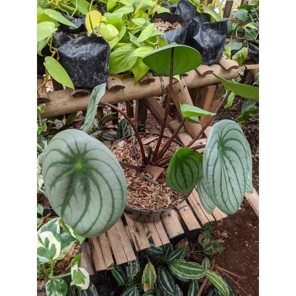 Peperomia Watermelon Jumbo