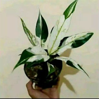 tanaman hias peach lily varigata