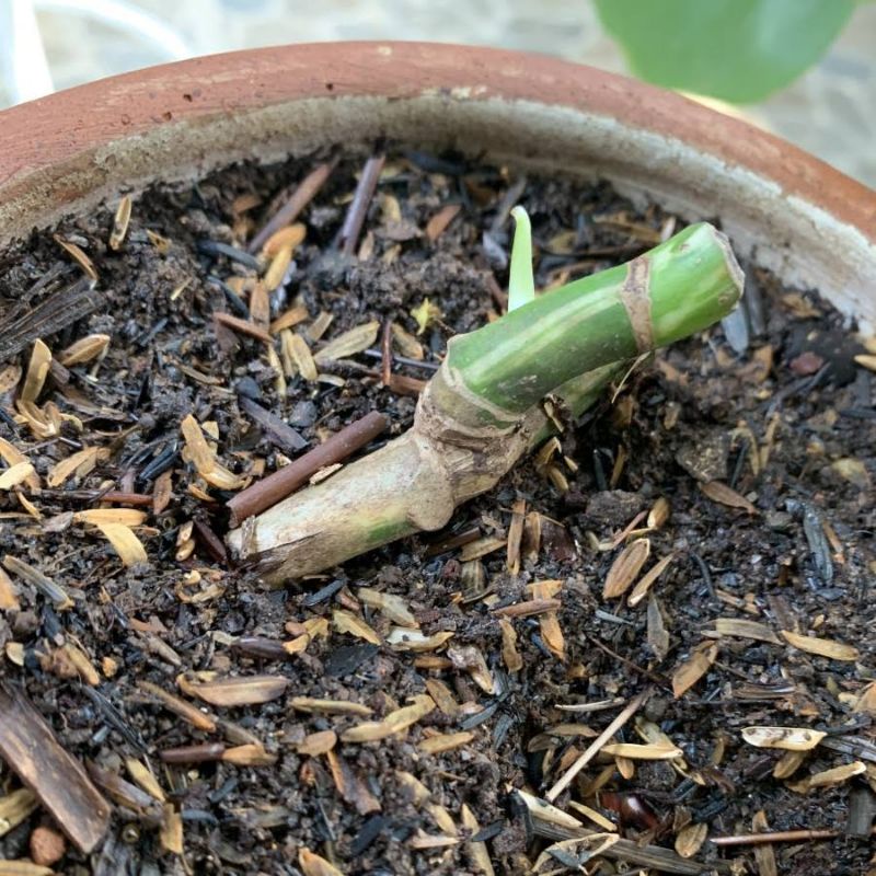 TUNAS Monstera King variegata
