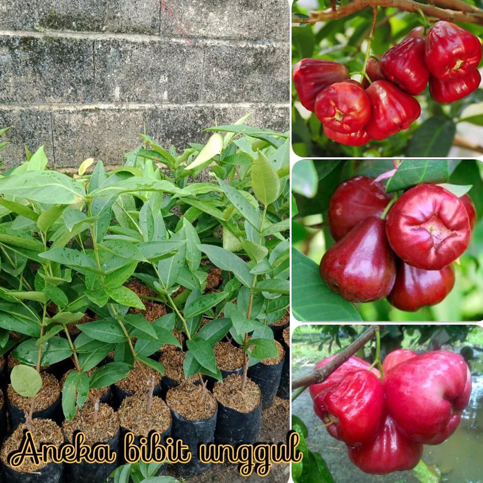 Asli Bibit Buah Jambu Air Black Diamond $_$