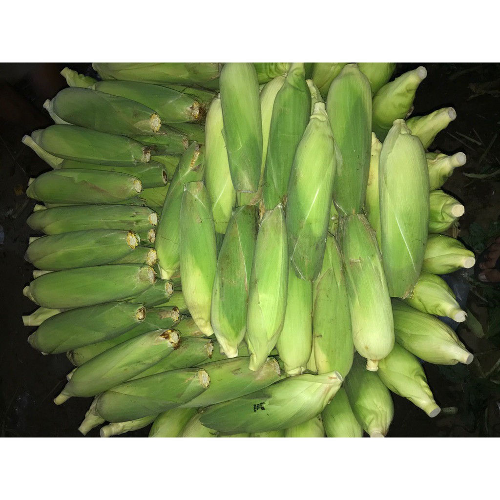 

JAGUNG MANIS KULIT SUPER