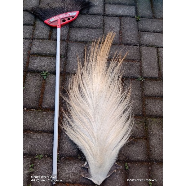 ekor kuda buat jambul ganongan