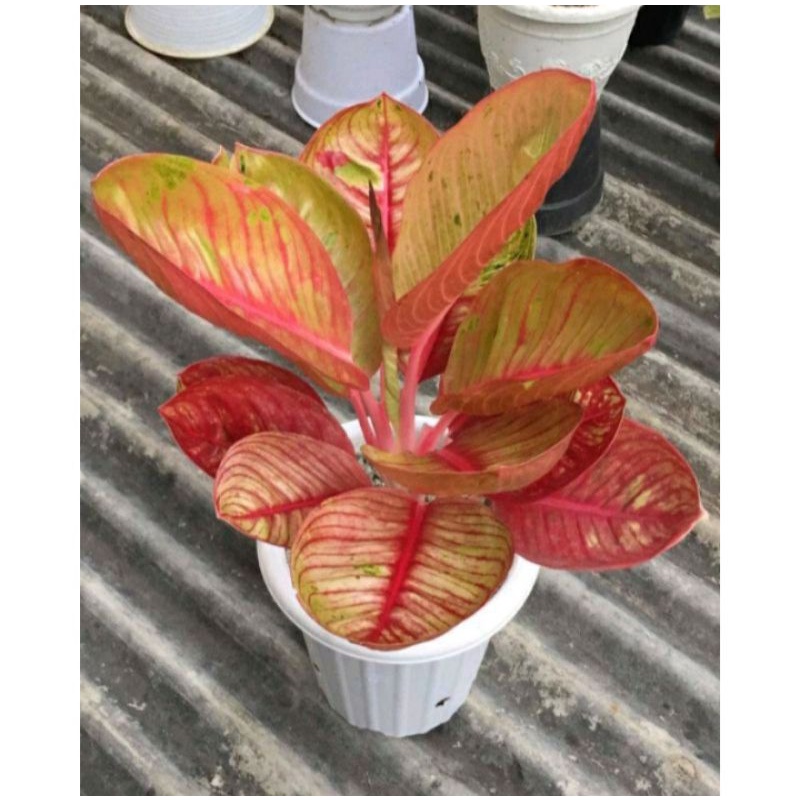 Bonggol aglonema Goliat Merah Indukan Jumbo