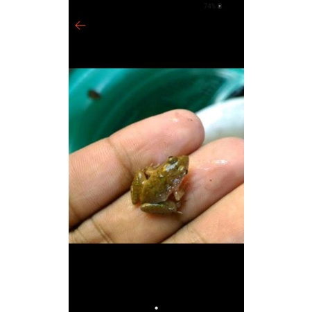 

kodok sawah 1-2-3cm/pakan ikan arwana/pakan aligator/dll