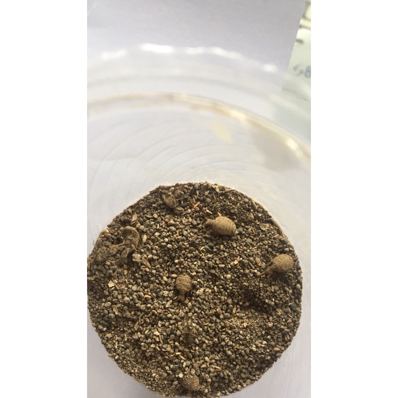 

undur undur hidup 55 ekor herbal