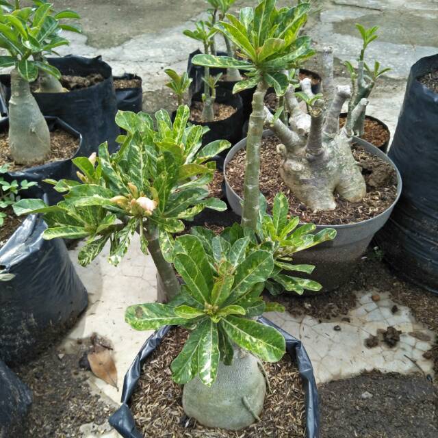 Bibit Bunga Kamboja 1 Pohon 2 Warna