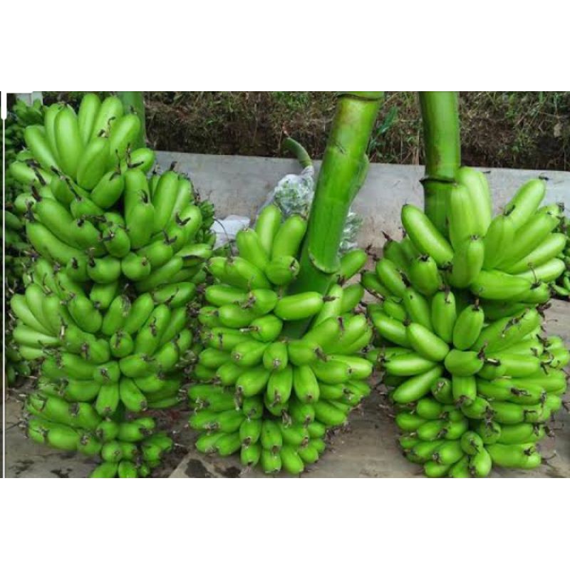 

Pisang Mas 1 TANDAN