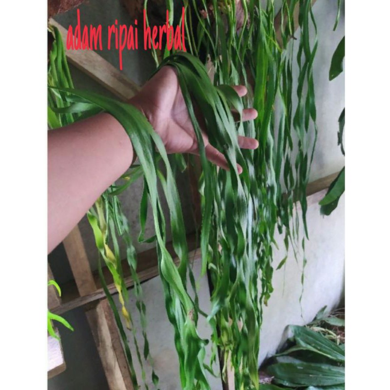 HIASAN GANTUNG RUMPAI DASI 1 METER