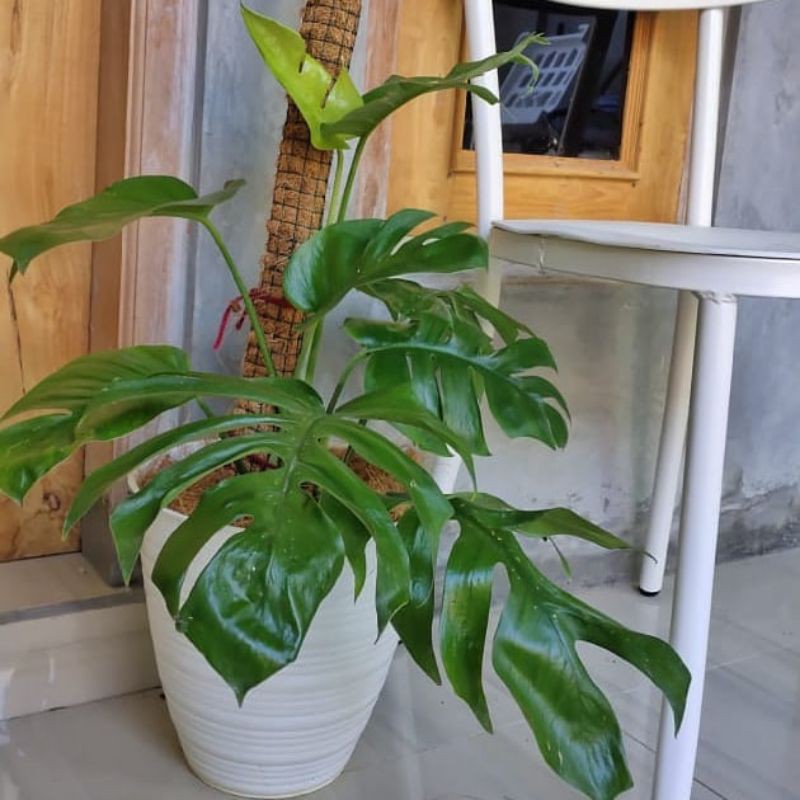 ekor naga monstera