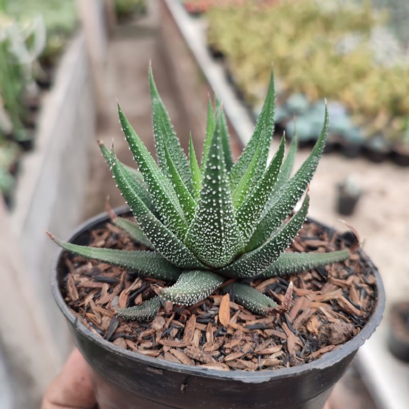 Haworthia Fasciata