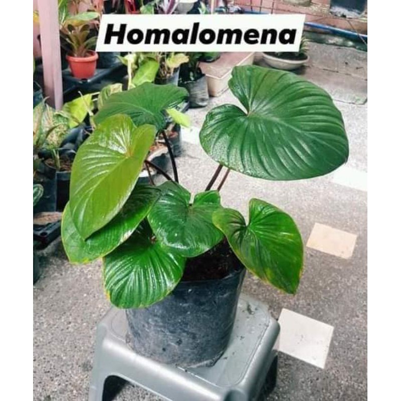 homalomena batang merah