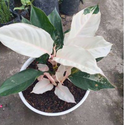 AGLONEMA SIAM JADE baby