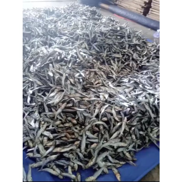 

pusat ikan kering sempenit segar 1kg