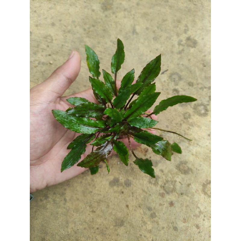 cryptocoryne Wenditi green