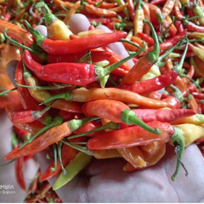 

sayursegar cabe rawit pedasbanget